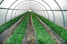 tunnel-serre-campioni-02.jpg